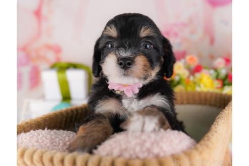 販売中の千葉県のミックス犬-381570の3枚目